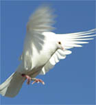 single white bird
